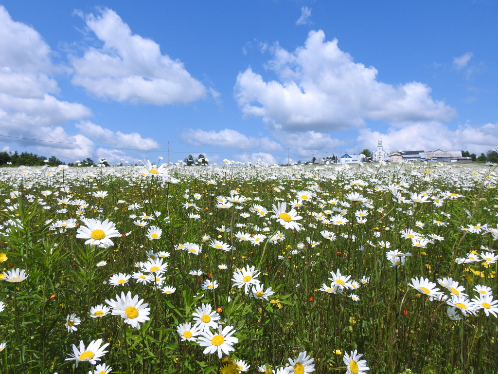 Muhly Grass Seed Care: From Sowing to Full Bloom