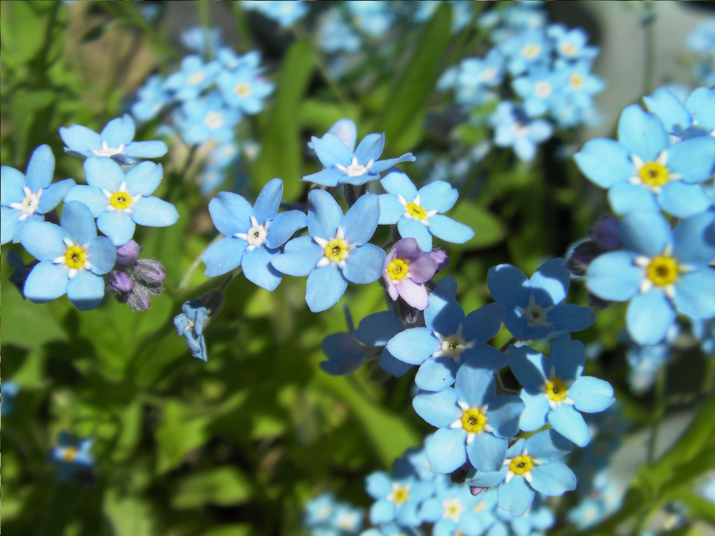 Myosotis Arvensis Propagation: Easy Methods to Multiply Your Plants