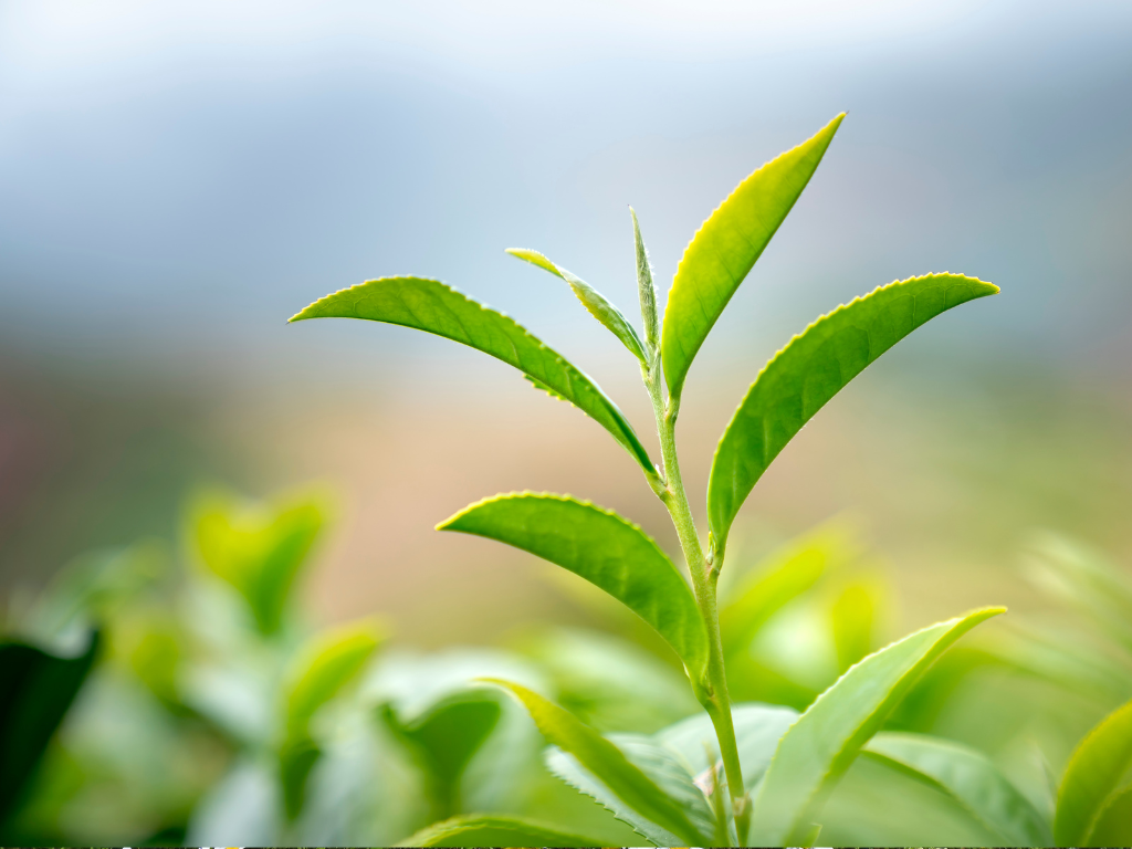 Explore the Best Nemesia Plant Varieties for Every Garden Style