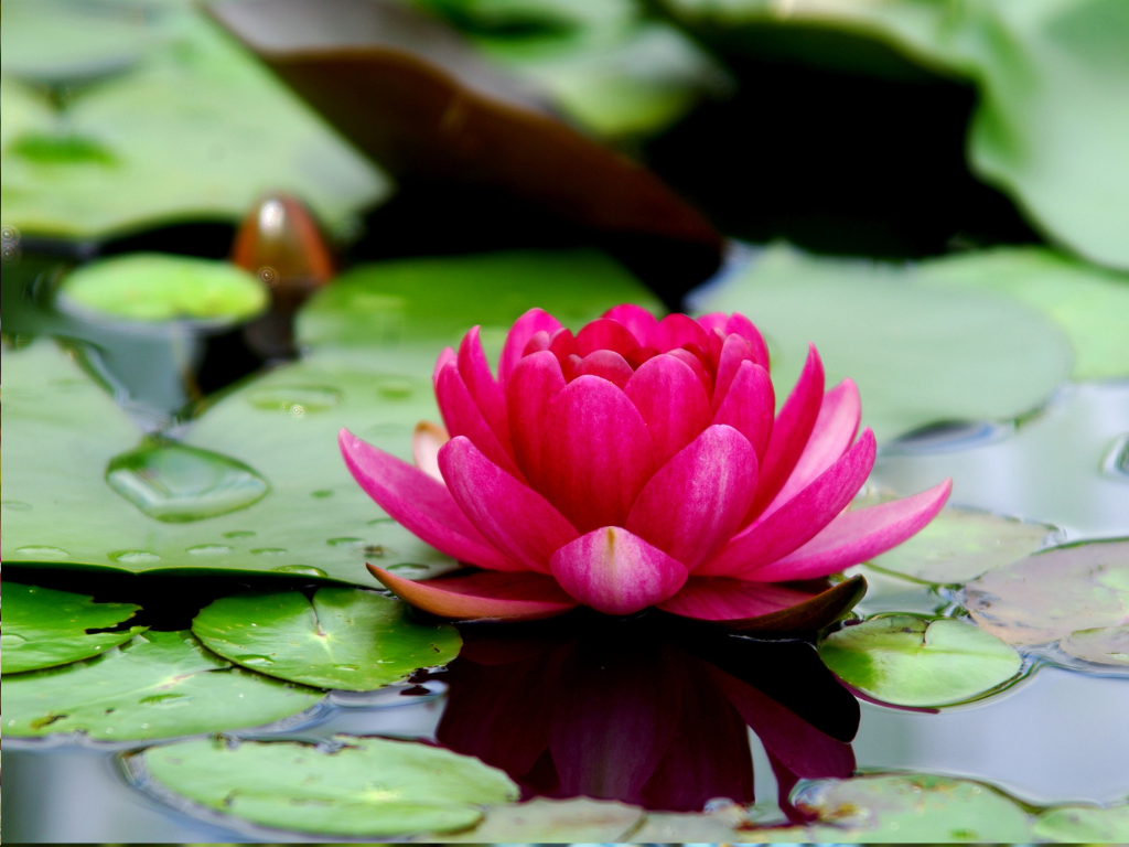 Nerine Lily Bulbs: When and How to Plant for Best Results