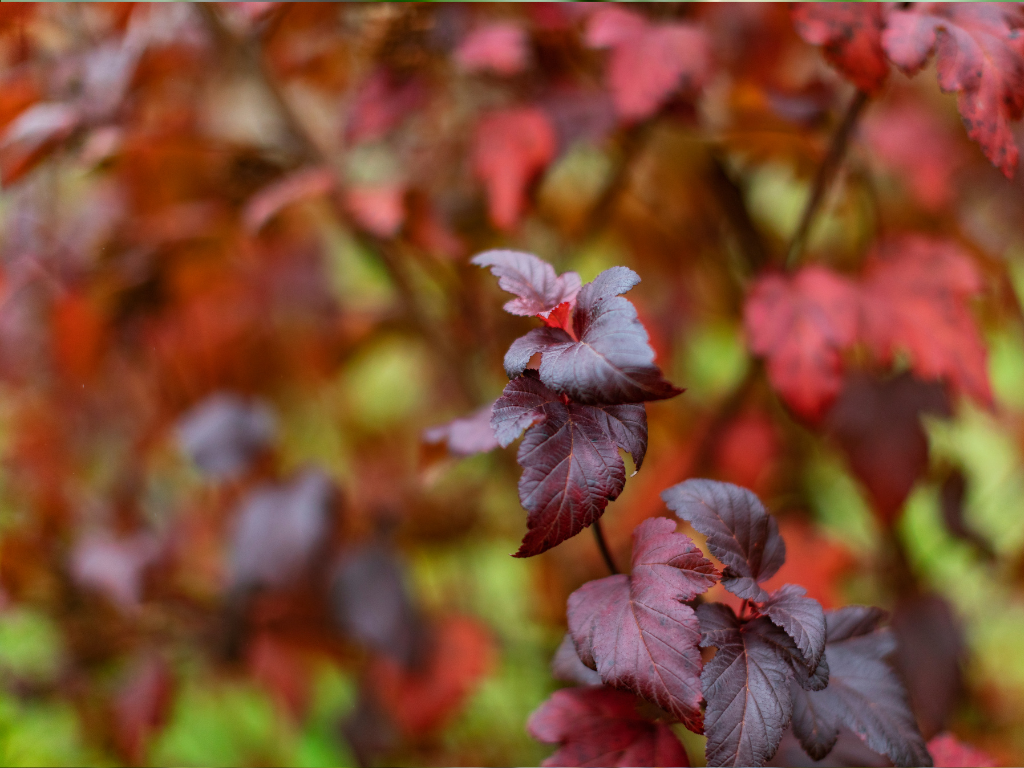 Ninebark Varieties for Privacy: Shrubs that Add Beauty and Function