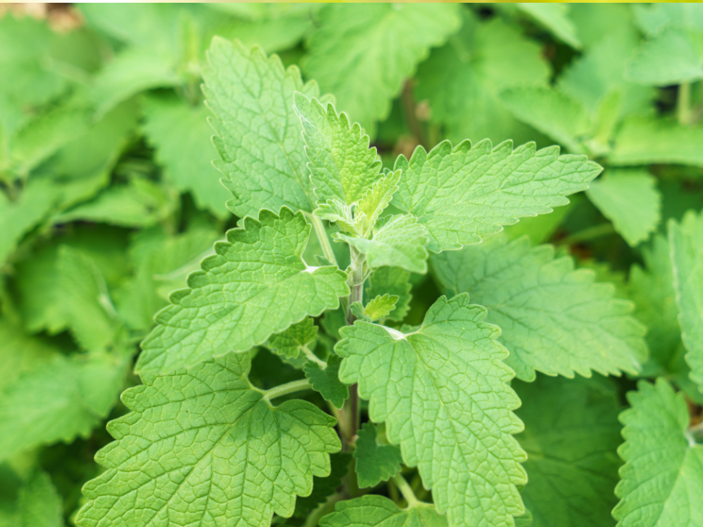 PetSmart Catnip Safety Tips: How to Use Catnip Responsibly