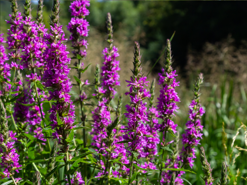 Pink Loosestrife Plant Facts: What You Should Know Before Planting