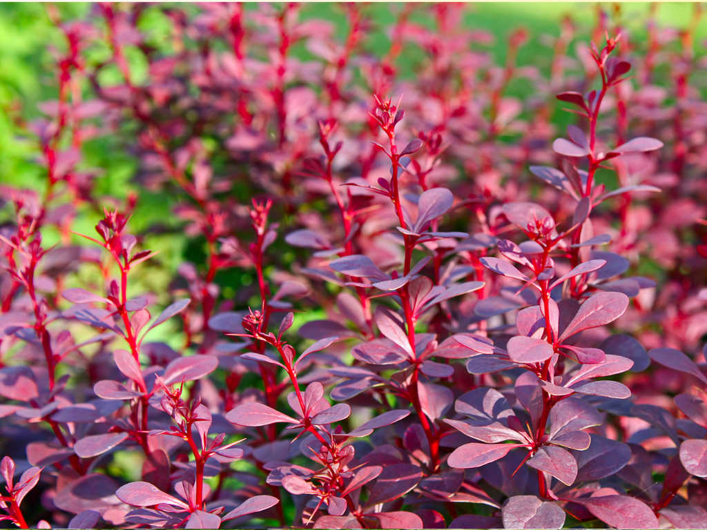 Purple Barberry Companion Plants: Best Pairings for Stunning Borders