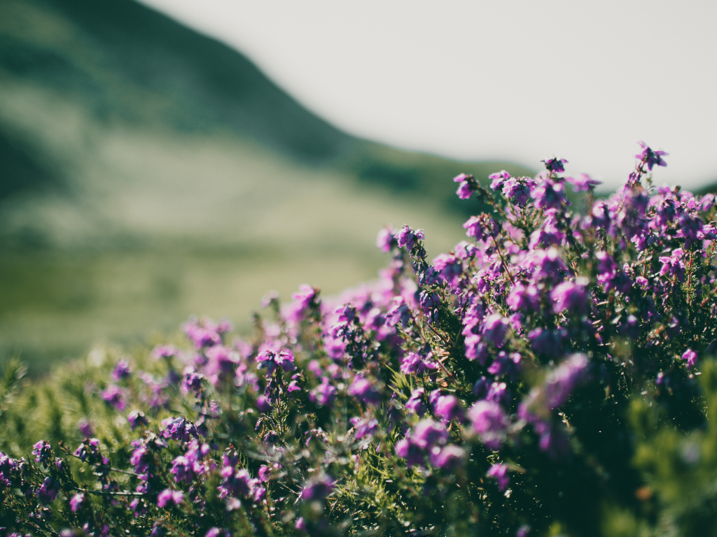 Creative Ideas for Stunning Bouquets with Purple Celosia Floral Arrangements