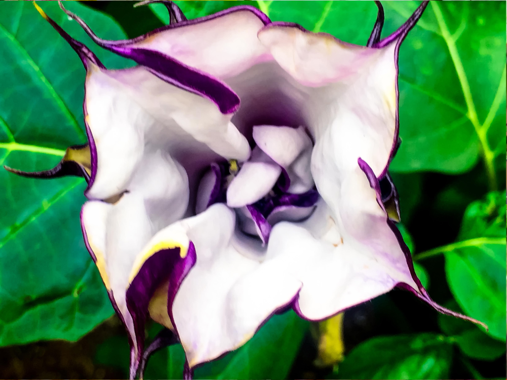 Purple Datura: Beauty with a Toxic Twist – A Poison Warning