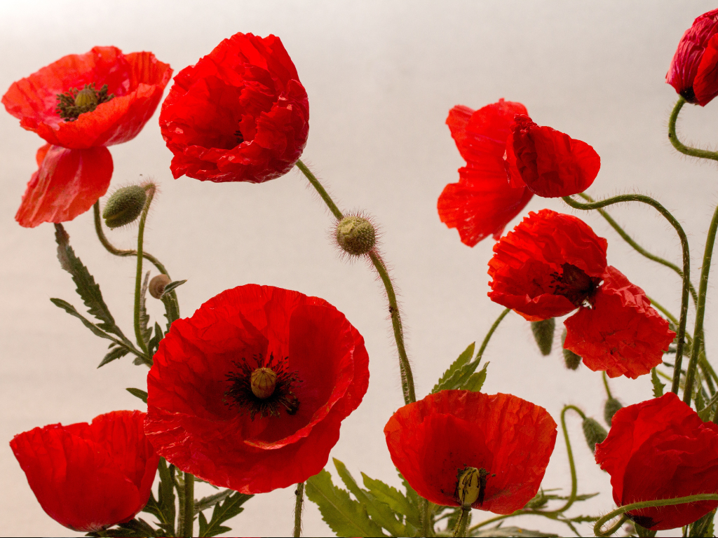 Bush’s Poppy Mallow Care Tips: Soil, Sun, and Watering Needs Explained