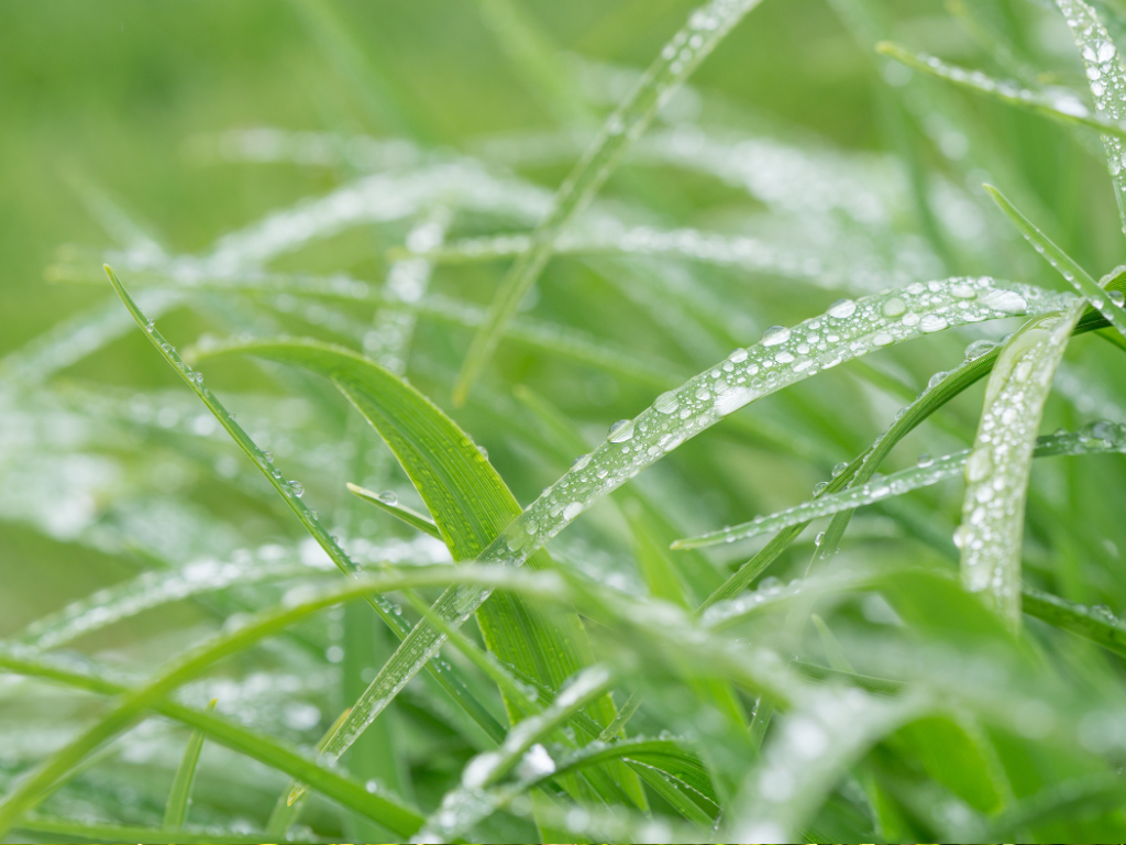 Essential Dropseed Plant Care Tips: Soil, Watering, and Sunlight Requirements