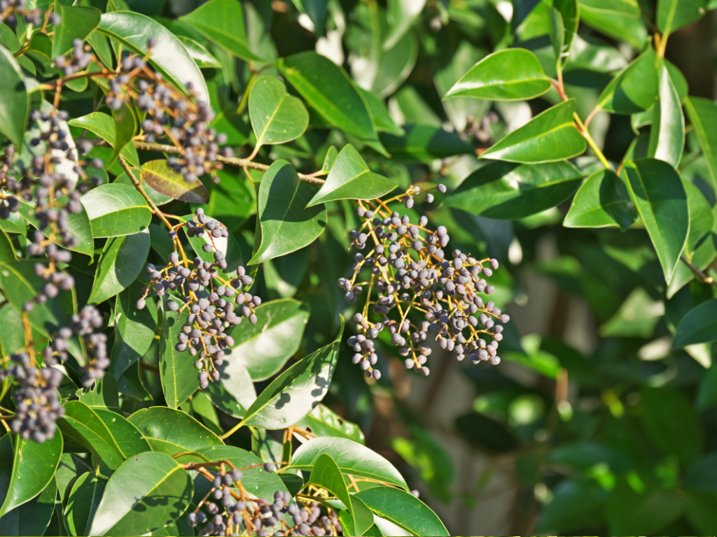 Glossy Privet Tree Problems: Common Issues and How to Solve Them