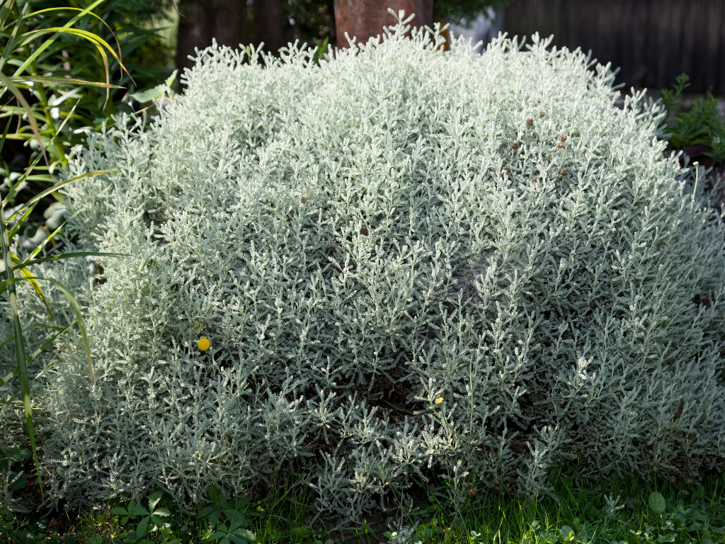 Understanding Gray Santolina: Growing Zones and Climate Needs