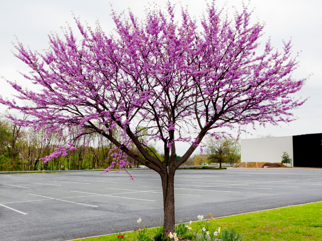 Lowe’s Redbud Tree Planting Guide: Best Practices for Success