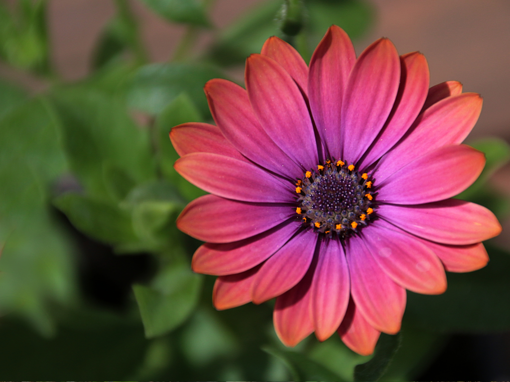 Exploring the Beautiful Varieties of Osteospermum: Unique Colors and Petal Shapes
