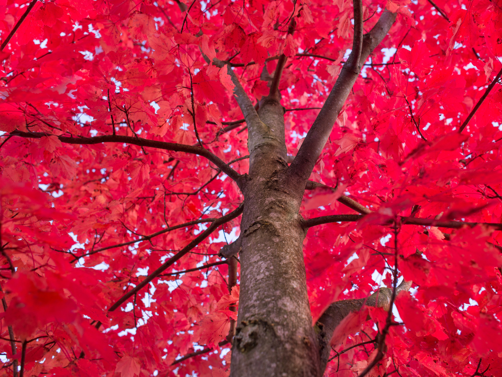 The Paperbark Maple Tree: A Fall Color Spectacle in Your Garden