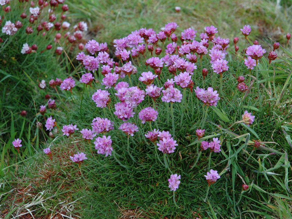 Enhancing Your Garden Borders with Pink Sea Thrift: A Touch of Color and Texture