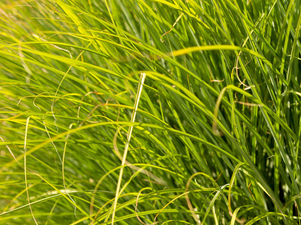 Potentilla Plant Varieties: Discover the Best Colors for Your Yard