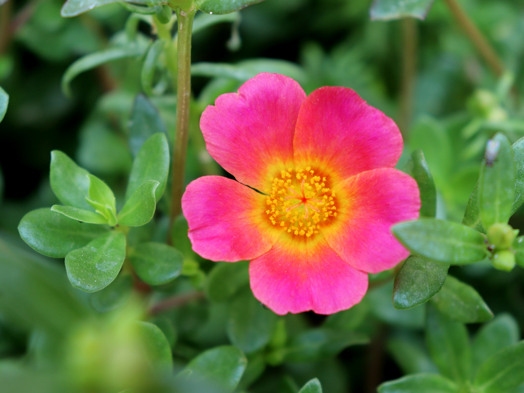 Purslane Succulent Propagation: Easy Ways to Multiply Your Plants