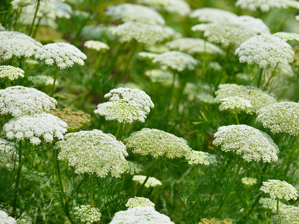 Essential Queen Anne Plant Care Tips: Soil, Sunlight, and Watering Explained