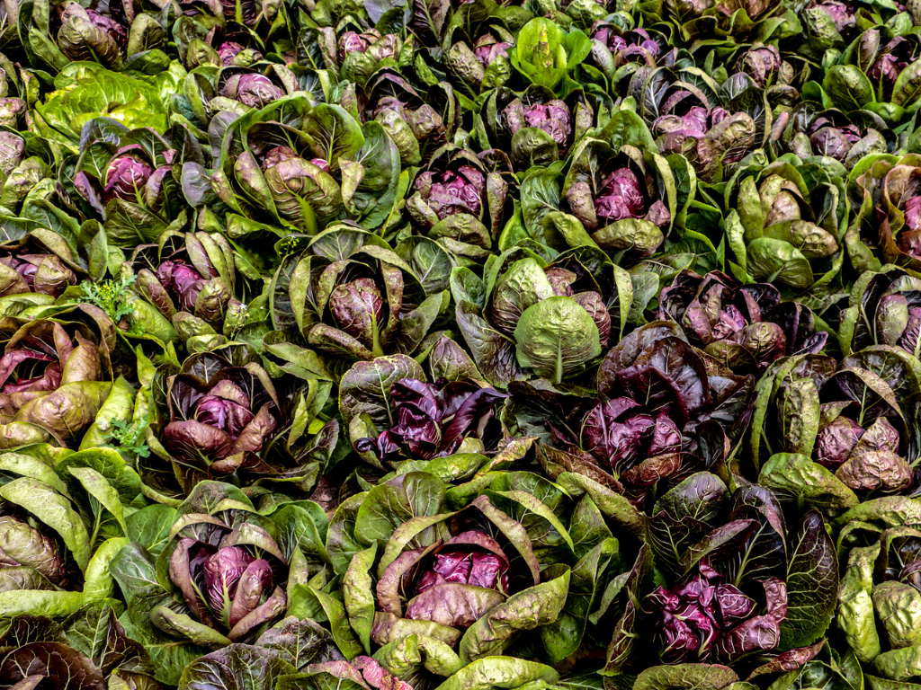 Radicchio Plant Care Tips: Soil, Watering, and Harvesting for Best Flavor
