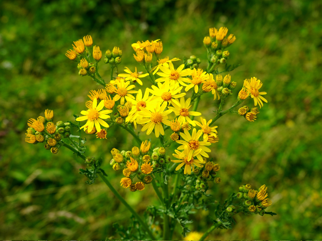 Ragwort Plant Facts: History, Habitat, and Toxicity Explained