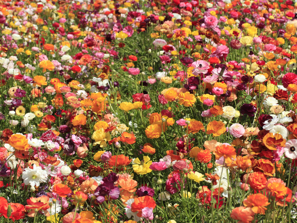 Ranunculus Zone Chart: When and Where to Plant for Success
