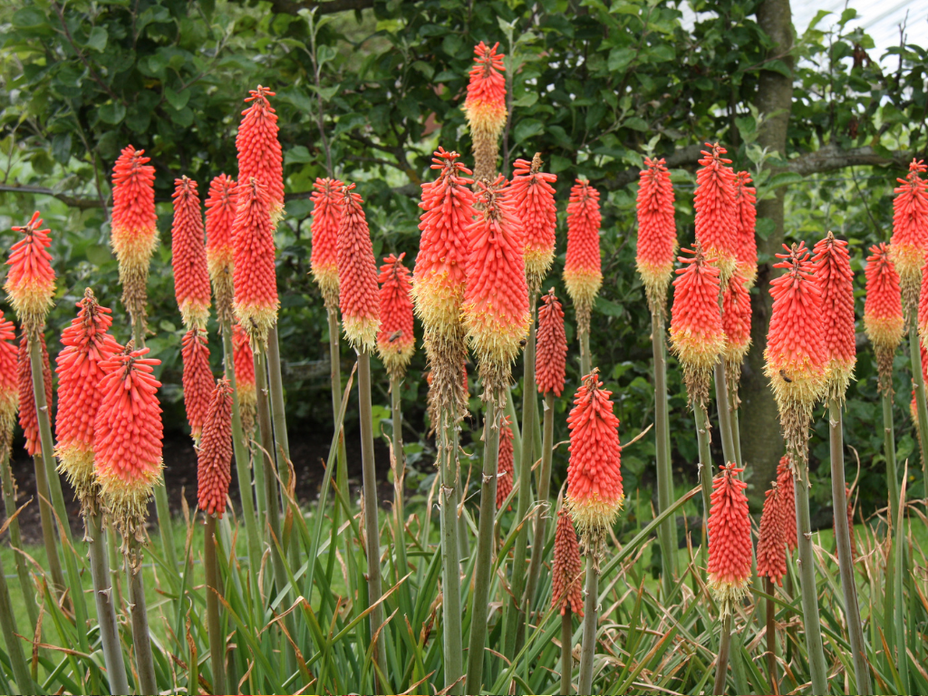 Exploring the Vibrant World of Red Hot Poker Plant Varieties: A Guide to Stunning Colors and Sizes