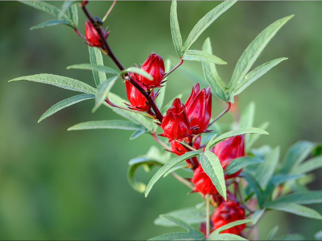 Exploring Red Sorrel Seeds: Benefits and Culinary Uses