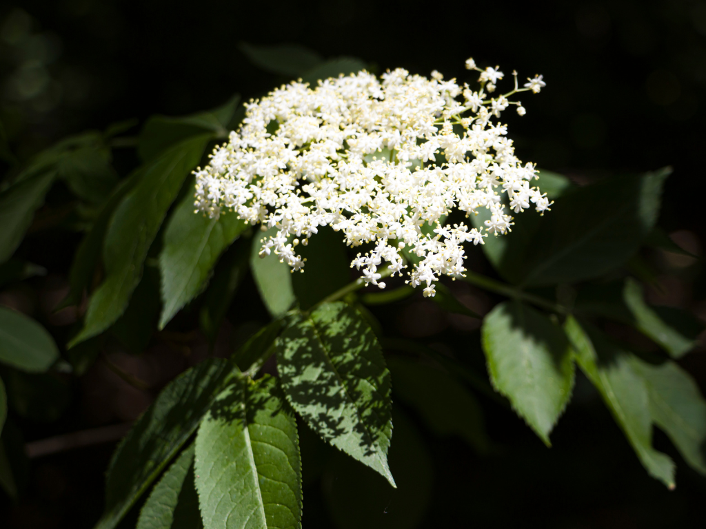 Exploring the Multifaceted Benefits of the Sambuca Plant: Landscaping, Wildlife, and More