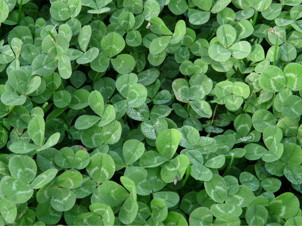 Exploring Shamrock Seed Varieties: Unique Types and Their Features