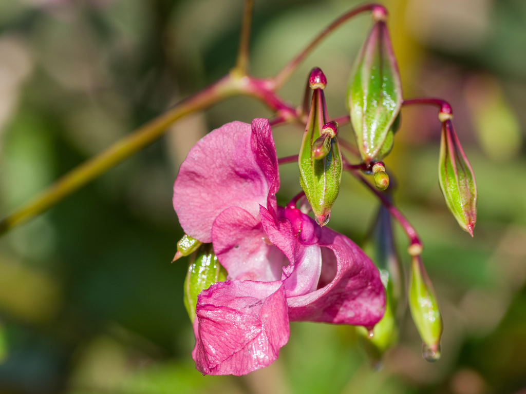 Sheep Laurel Plant Toxicity: Safety Tips for Pets and Livestock