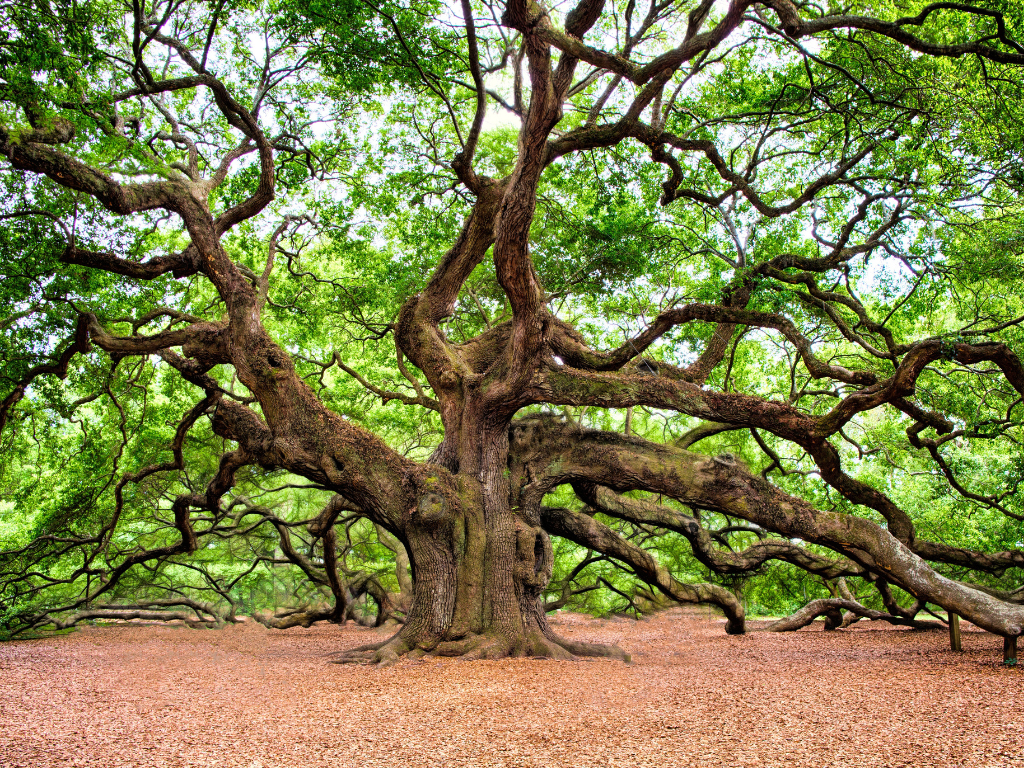 Understanding Shellbark Hickory Trees: Growing Zones and Soil Preferences