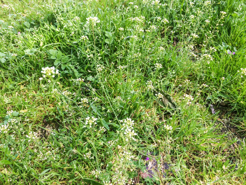 Shepherd’s Purse Flower Identification: Leaves, Blooms, and Habitat