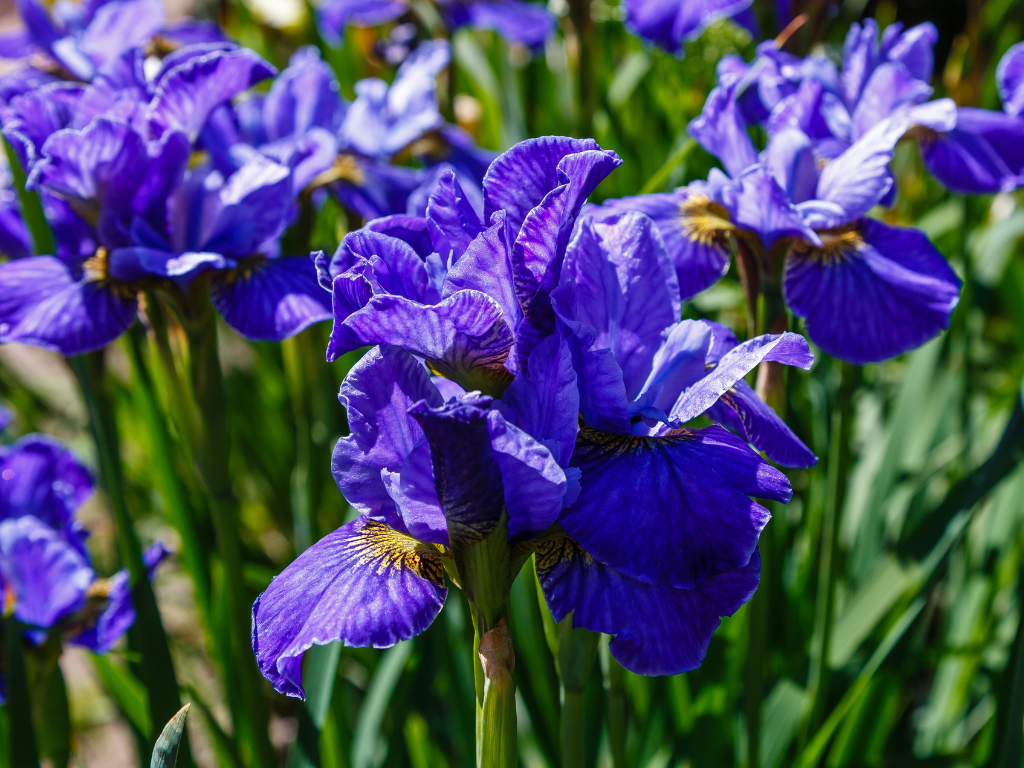 Siberian Iris Plants Growing Guide: How to Cultivate Elegant Blooms