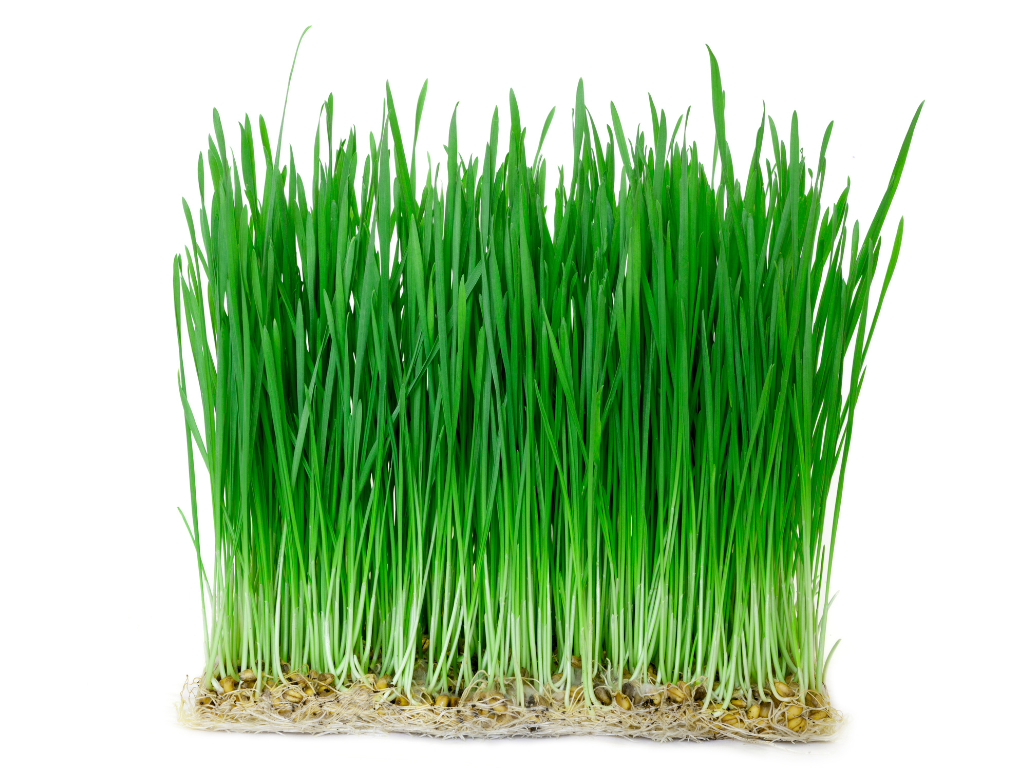 The Benefits and Uses of Sideoats Grama Seed for Lawns and Meadows