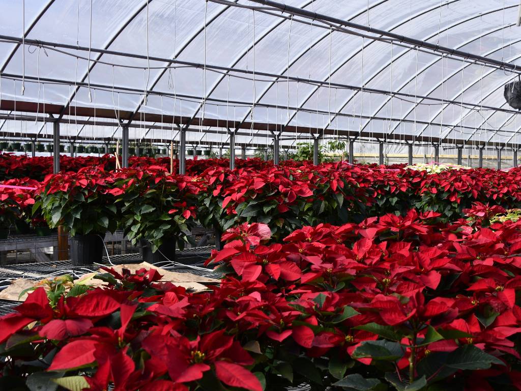 Elegant Silk Poinsettia Centerpiece Ideas to Elevate Your Table Decor