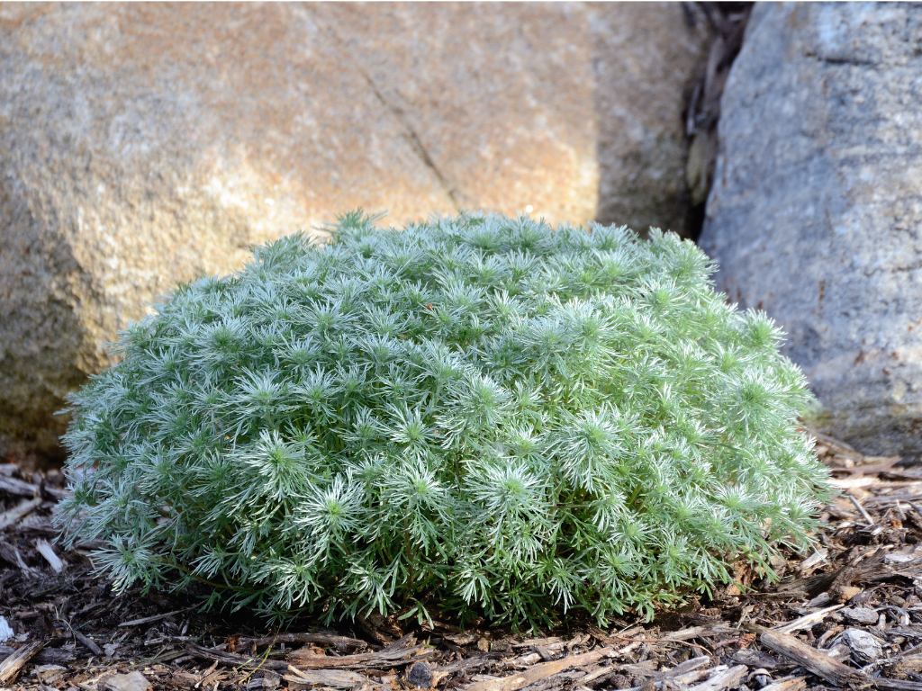 Growing Tips for Silver Mound Wormwood: Soil, Sun, and Water Requirements