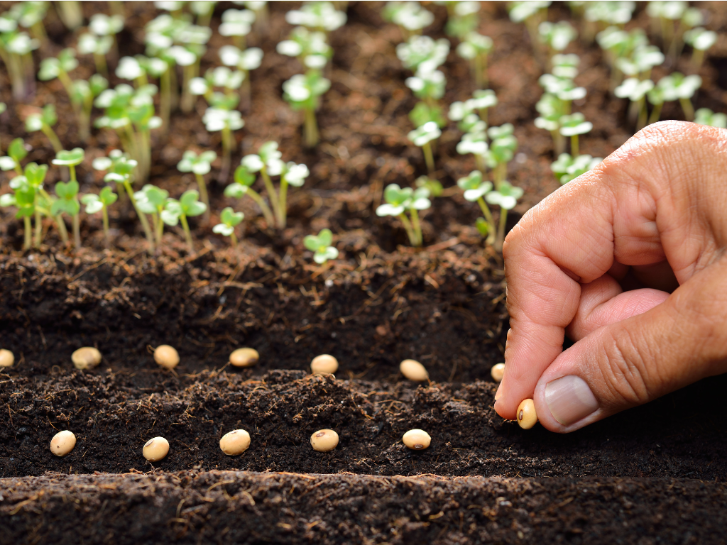 Snow in Summer: Essential Tips for Germinating Seeds for Beginners