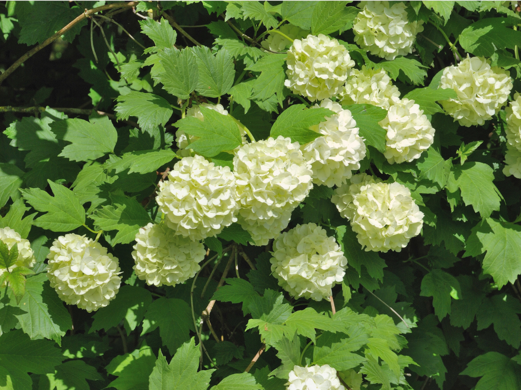 Snowball Viburnum Tree Varieties: Discover the Best Types for Your Garden