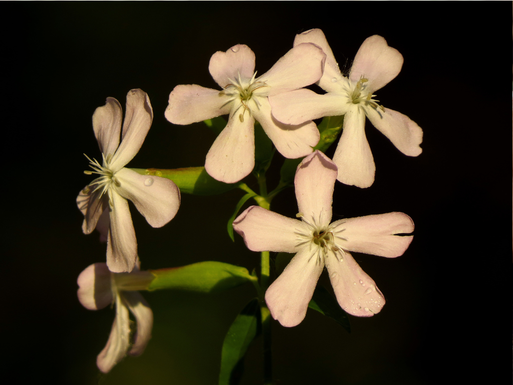 Exploring the Benefits and Uses of Soapwort in the Garden